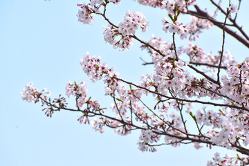 日本の桜3