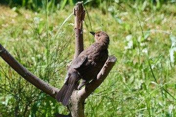 Amsel beim Sonnenbad	