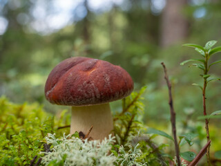 Edible fresh porcini mushroom in the forest in the moss