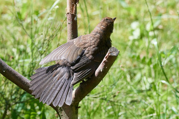 Amsel beim Sonnenbad	