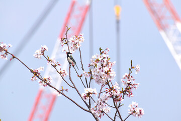 日本の桜4