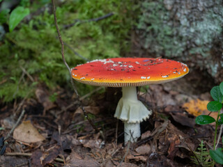 Big fly agaric in the forest