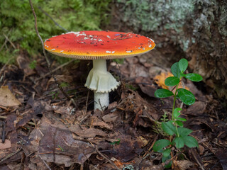 Big fly agaric in the forest