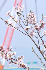 日本の桜5