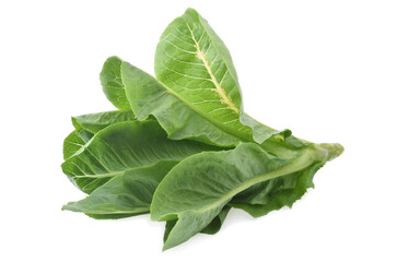 fresh butterhead isolated on white background