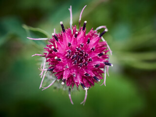 flower with dew drops
