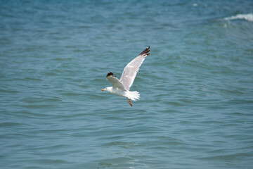 Fototapeta na wymiar Flying seagull. White gull flies over the blue sea. Seabird