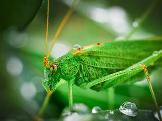 grasshopper on the grass