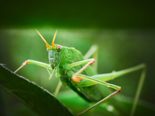 green grasshopper on a green leaf