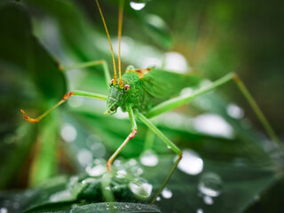 grasshopper on a leaf