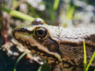 frog in the grass