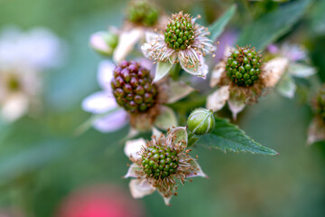 Natural food. Blackberries in the garden on a branch with green leaves on the farm. Close-up, blurred background. Flowers and unripe blackberries