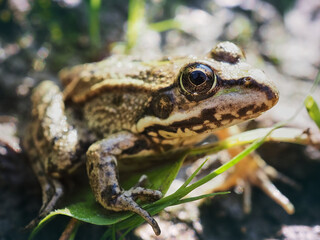 frog in the grass