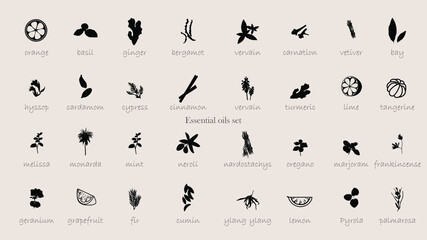 A large set of essential oil icons. Plants for aromatherapy. Oil icons for stores and magazines. The best herbs for aromatherapy. Set of medicinal plants. Vector collection for perfumes and cosmetic.