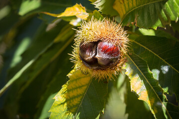 Chestnut in Australia. Chestnuts are a group of eight or nine species of deciduous trees and shrubs in the genus Castanea, in the beech family Fagaceae