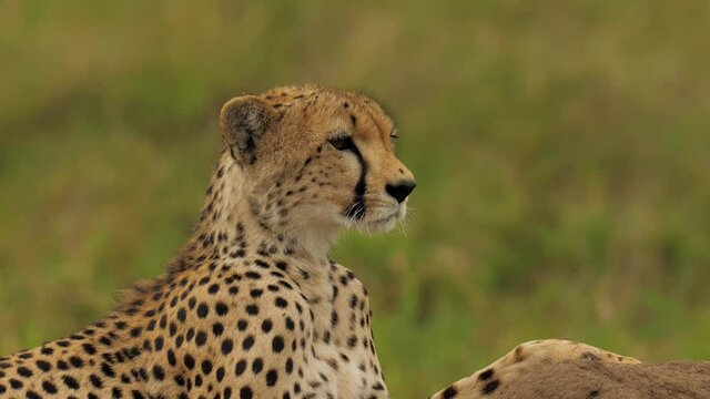 Magnificent close portrait of cheetah watching around estimating situation around in african grassfield. Wild predator looking for prey in savanna. Concept of wildlife, wilderness.