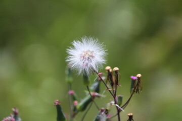 Dandelion like flower in the green meadows