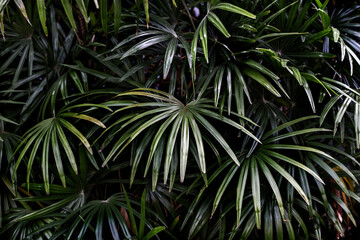 Naklejka na ściany i meble Tropical green palm leaves background