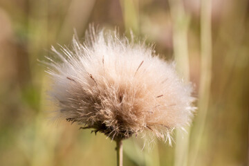 lonely fluffy dandelion. Autumn dandelion on a blurry green background.