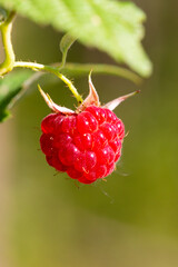 one ripe red berry of a forest raspberry on a blurred green background, close-up