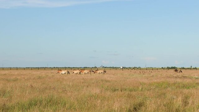 Brown Przewalski's wild horse in the steppes in wild steppe in nature reserve Askania Nova, Ukraine.