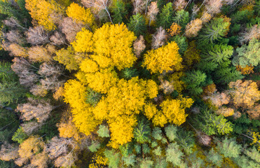 Naklejka na ściany i meble Aerial drone view over autumn forest.