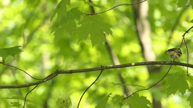 The chestnut-sided warbler  is a New World warbler. Setophaga pensylvanica breed in eastern North America and in southern Canada. bird in the wild forest