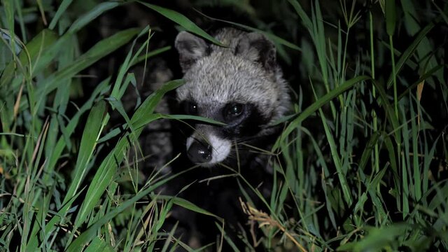 Cute african civet rummaging in tall grass in savanna at night. Pretty viverrid looking around for food, digging ground while spotted by tourists at safari. Concept of wildlife.