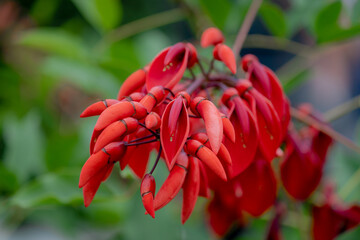 Selective focus of orange red flower in the garden, Erythrina crista-galli known as the cockspur coral tree is a flowering tree in the family Fabaceae, Nature floral background.