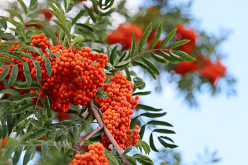 Rowan berries growing on a tree branches on blue sky background. Medicinal berries of mountain-ash