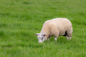 Naklejka na ściany i meble Selective focus of a young sheep nibbling or eating grass on the green meadow, Ovis aries are quadrupedal ruminant mammals typically kept as livestock, Lamb on the field in countryside, Netherlands.