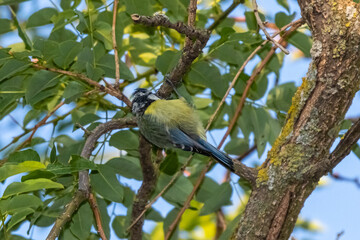 blue tit perched on a tree branch