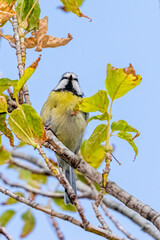blue tit perched on a tree branch