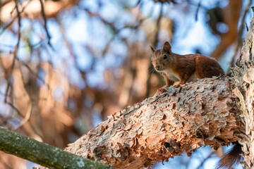 Naklejka na ściany i meble squirrel perched in a tree