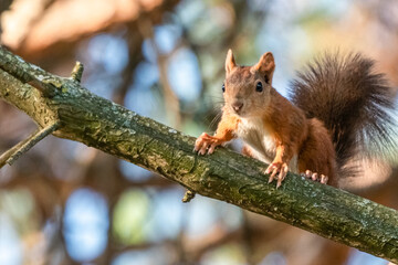 Obraz premium squirrel perched in a tree