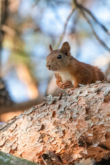 squirrel perched in a tree