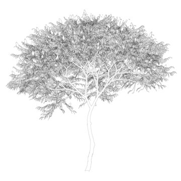 Contour of a large tree with many leaves from black lines, isolated on white background. Vector illustration