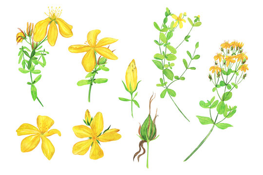Big set of St Johns wort plant elements isolated on white background. Watercolor hand drawn illustration. Branch, open and close bud, seed.