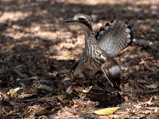 bush stone curlew