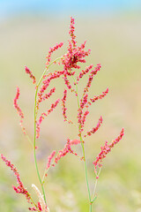 red poppy flower in spring