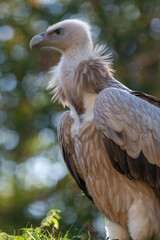 Portait of a griffon vulture