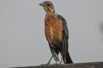 Brown bird in the Florida swamp