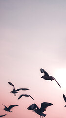 Volée de mouettes volant dans le ciel fond d& 39 écran mobile