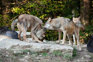 Naklejka na ściany i meble Social behavior among wolves
