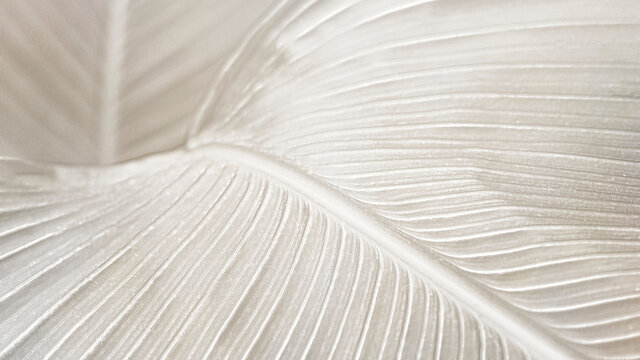 Creamy bird of paradise leaf background design resource