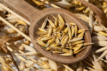 Wooden spoon with oat grains lying on ripe oat ears, close-up, detail.