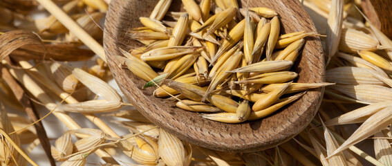Wooden spoon with oat grains lying on ripe oat ears, close-up, detail.
