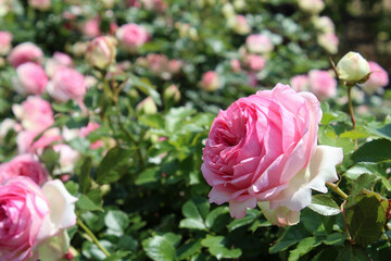 ピンクのバラ（ピエールドゥロンサール）