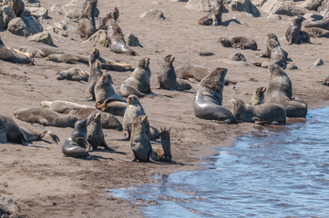 Fototapeta premium Northern Fur Seals (Callorhinus ursinus) at hauling-out in St. George Island, Pribilof Islands, Alaska, USA