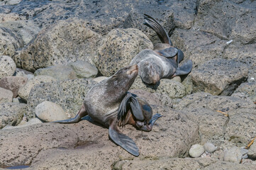 Northern Fur Seals (Callorhinus ursinus) at hauling-out in St. George Island, Pribilof Islands, Alaska, USA
